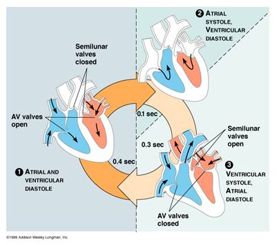 Sistole e diastole [http://fajerpc.magnet.fsu.edu/Education/2010/Lectures/30_Circulatory_files/imge027.jpg]