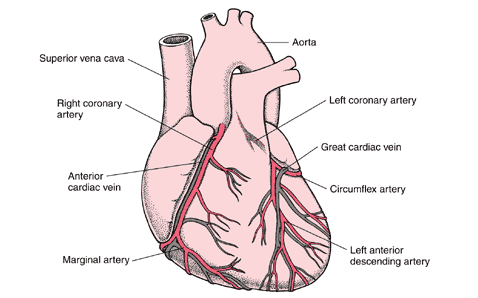 Arterie coronariche [www.merck.com/media/mmhe2/figures/fg020_2.gif]
