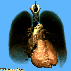 Anatomia cuore e polmoni [www.nlm.nih.gov/research/visible/vhp_conf/senger/heartlun.gif]