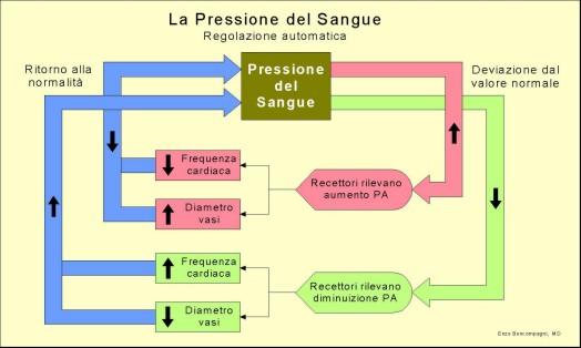 aumento della pressione sanguigna aumento della pressione sanguigna