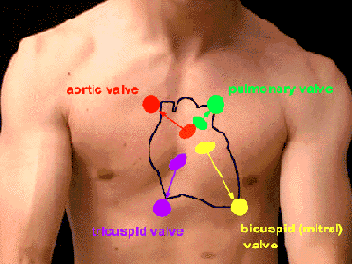 Localizzazione del cuore [Anatomy.med.umich.edu/surface/thorax/heart.gif]