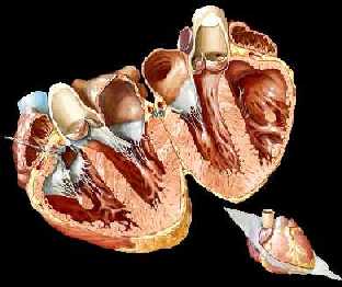 visione figurativa [http://sfghed.ucsf.edu/Cliniclmages/HeartNet.jpg]