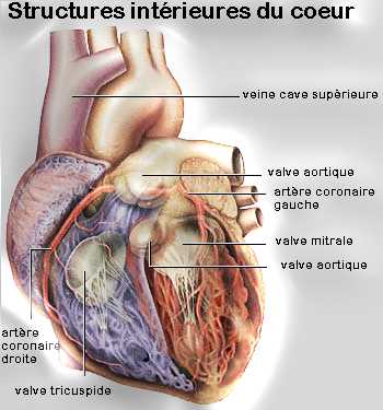 Sezione cuore [www.heartandcoeur.com/images/image_interior_h]