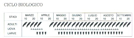 ciclo biologico dell'eriofide dell'acariosi della vite