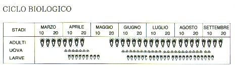 ciclo biologico dell'eriofide dell'erinosi della vite