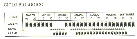 ciclo biologico del ragnetto giallo della vite