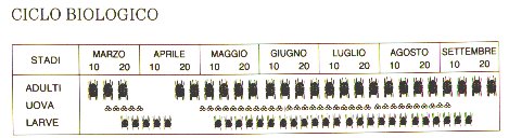 ciclo biologico del ragnetto giallo tessitore