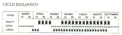 ciclo biologico del ragnetto rosso dei fruttiferi