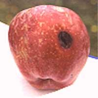 simbologiaulcera [www.likrost.com]